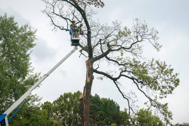 Trusted Maltby, WA Tree Removal Experts